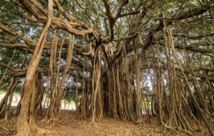 El árbol mas grande del mundo