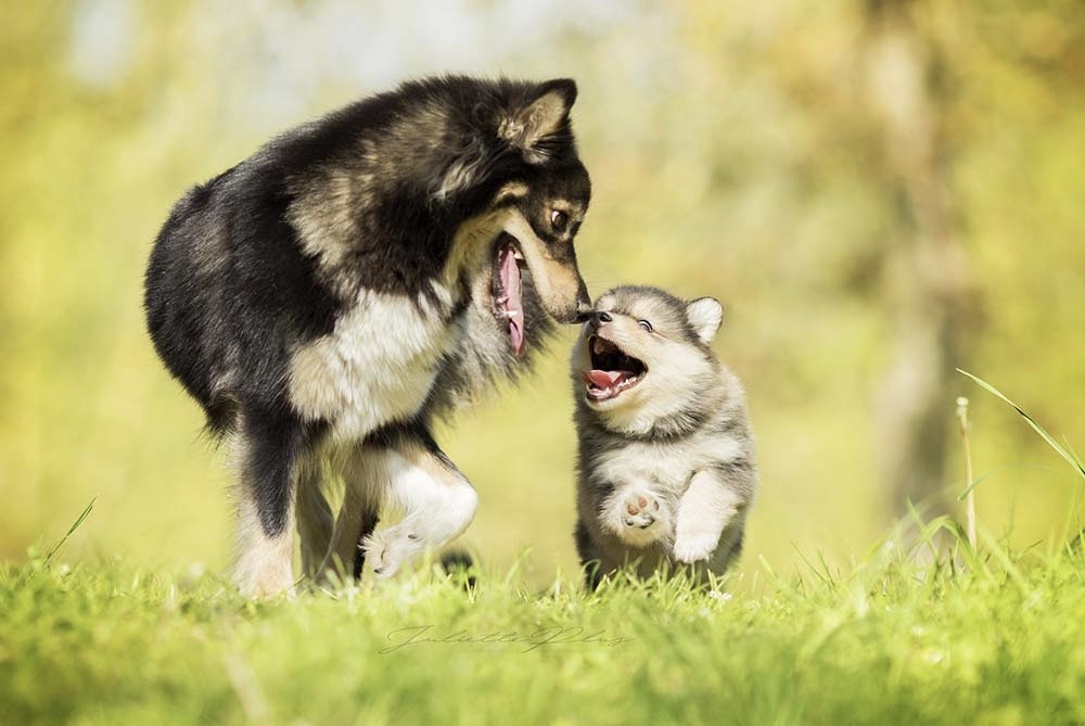 Nostalgia por los fieles perritos angolanos